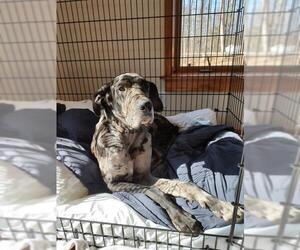 Great Dane Dogs for adoption in Columbus, IN, USA