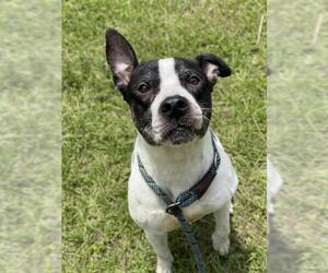 American Staffordshire Terrier Dogs for adoption in Fort Lauderdale, FL, USA