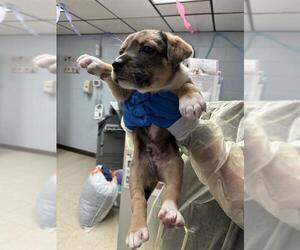 Mutt Dogs for adoption in Stockton, CA, USA