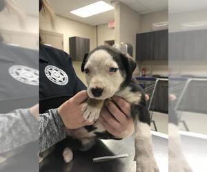 American Pit Bull Terrier-Unknown Mix Dogs for adoption in Conroe, TX, USA