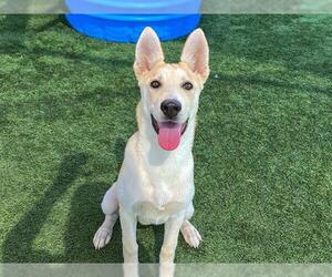 German Shepherd Dog-Unknown Mix Dogs for adoption in Orange, CA, USA
