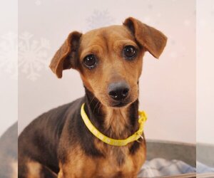 Chiweenie Dogs for adoption in Sheridan, CO, USA