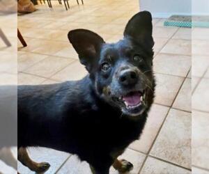 Schipperke-Unknown Mix Dogs for adoption in Colorado Springs, CO, USA