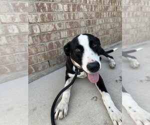 Border Collie-Unknown Mix Dogs for adoption in San Angelo, TX, USA