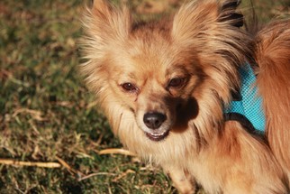 Pomeranian-Unknown Mix Dogs for adoption in Gilbert, AZ, USA