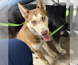 Siberian Husky Dogs for adoption in Bakersfield, CA, USA