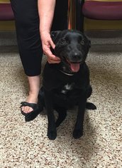 Labrador Retriever-Unknown Mix Dogs for adoption in Custer, WA, USA