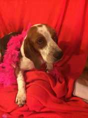 Basset Hound Dogs for adoption in Foristell, MO, USA
