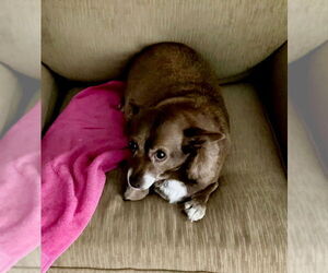 Chiweenie Dogs for adoption in East Derry, NH, USA
