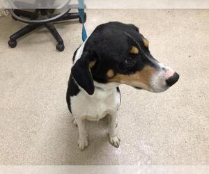 Harrier-Unknown Mix Dogs for adoption in Riverside, CA, USA