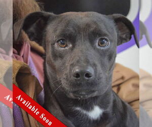 Dachsador Dogs for adoption in Huntley, IL, USA
