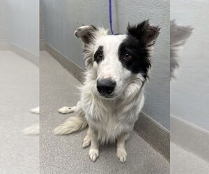 Australian Shepherd-Unknown Mix Dogs for adoption in Las Vegas, NV, USA