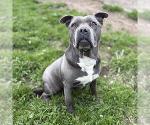 Mutt Dogs for adoption in Modesto, CA, USA