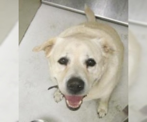 Labrador Retriever Dogs for adoption in Pampa, TX, USA