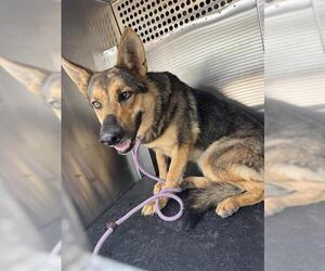 German Shepherd Dog-Unknown Mix Dogs for adoption in Grand Prairie, TX, USA
