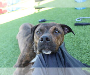 Mutt Dogs for adoption in Chestertown, MD, USA