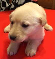 Medium Photo #1 Golden Labrador Puppy For Sale in SHERBURNE, NY, USA