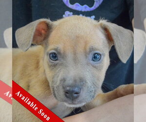 American Staffordshire Terrier-German Shepherd Dog Mix Dogs for adoption in Huntley, IL, USA