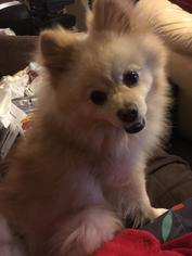 Pomeranian Dogs for adoption in Rocky Mount, NC, USA