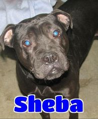 American Staffordshire Terrier Dogs for adoption in Lawrenceburg, KY, USA
