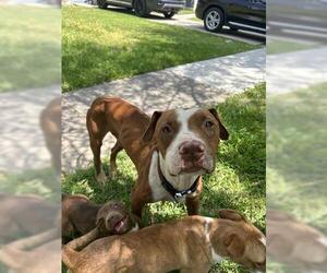 American Pit Bull Terrier-Unknown Mix Dogs for adoption in Houston, TX, USA