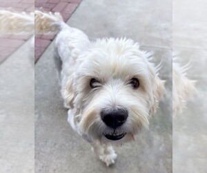 Poodle (Miniature)-Unknown Mix Dogs for adoption in Corona, CA, USA