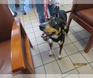 Mutt Dogs for adoption in Ocala, FL, USA