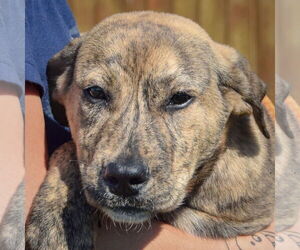 American Staffordshire Terrier-Mastiff Mix Dogs for adoption in Huntley, IL, USA
