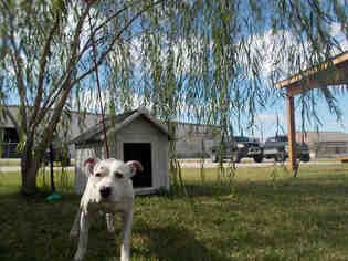 Bullboxer Pit Dogs for adoption in Rosenberg, TX, USA
