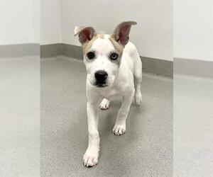 American Pit Bull Terrier-Huskies Mix Dogs for adoption in San Francisco, CA, USA