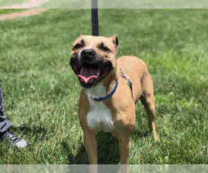 Bullboxer Pit Dogs for adoption in Urbana, IL, USA