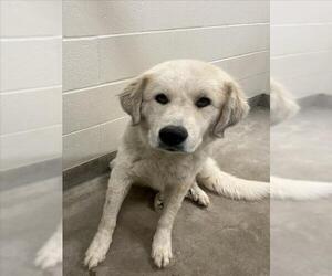 Great Pyrenees Dogs for adoption in Jackson, CA, USA