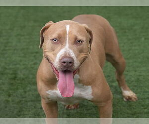 American Pit Bull Terrier-Unknown Mix Dogs for adoption in Pasadena, CA, USA