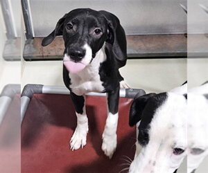 Mutt Dogs for adoption in Bakersfield, CA, USA