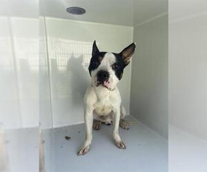 Boston Terrier-Unknown Mix Dogs for adoption in Houston, TX, USA