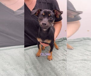 Dachshund-Unknown Mix Dogs for adoption in Chico, CA, USA