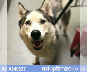 Huskies -Unknown Mix Dogs for adoption in Anchorage, AK, USA