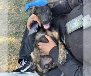 Doberman Pinscher-Unknown Mix Dogs for adoption in Modesto, CA, USA
