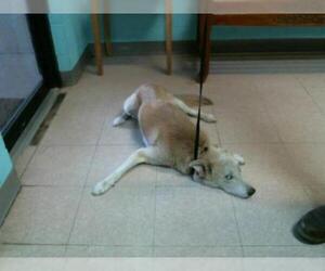 Siberian Husky Dogs for adoption in Lufkin, TX, USA