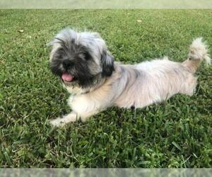 Medium Photo #1 Lhasa Apso Puppy For Sale in Fort Lauderdale, FL, USA