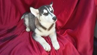Siberian Husky Dogs for adoption in Commerce, GA, USA
