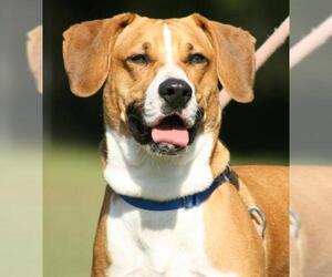 Black Mouth Cur-Unknown Mix Dogs for adoption in North Fort Myers, FL, USA