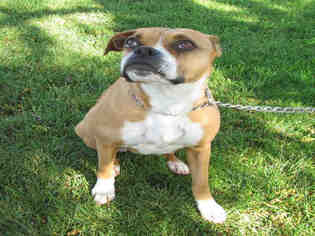 Boxer Dogs for adoption in Oakdale, CA, USA