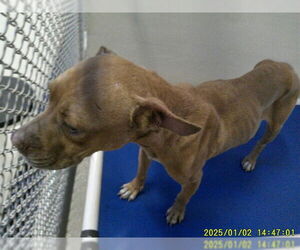 Boxer-Unknown Mix Dogs for adoption in Sanford, FL, USA