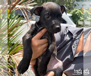Labrador Retriever-Unknown Mix Dogs for adoption in Washington, DC, USA