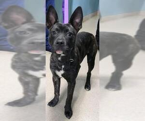 American Pit Bull Terrier-Unknown Mix Dogs for adoption in Newton, NC, USA
