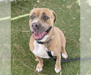 Mutt Dogs for adoption in Downey, CA, USA