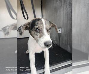 American Staffordshire Terrier-Unknown Mix Dogs for adoption in San Antonio, TX, USA