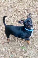Chihuahua-Unknown Mix Dogs for adoption in Texarkana, TX, USA