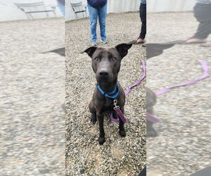 American Staffordshire Terrier-Unknown Mix Dogs for adoption in Sayreville, NJ, NJ, USA